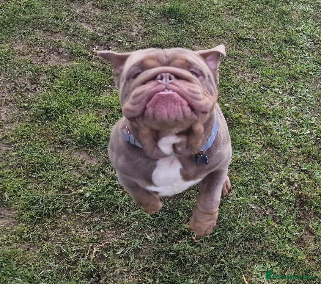 English Bulldog dogs for stud: Kc registered Lilac &tan BUlldog for STUD - Advert 6