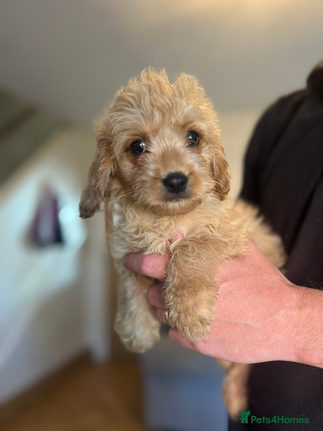 Mixed Breed dogs for sale: Last 2 puppies!  🩷 Maltipoo x Cockapoo puppies - Image 4
