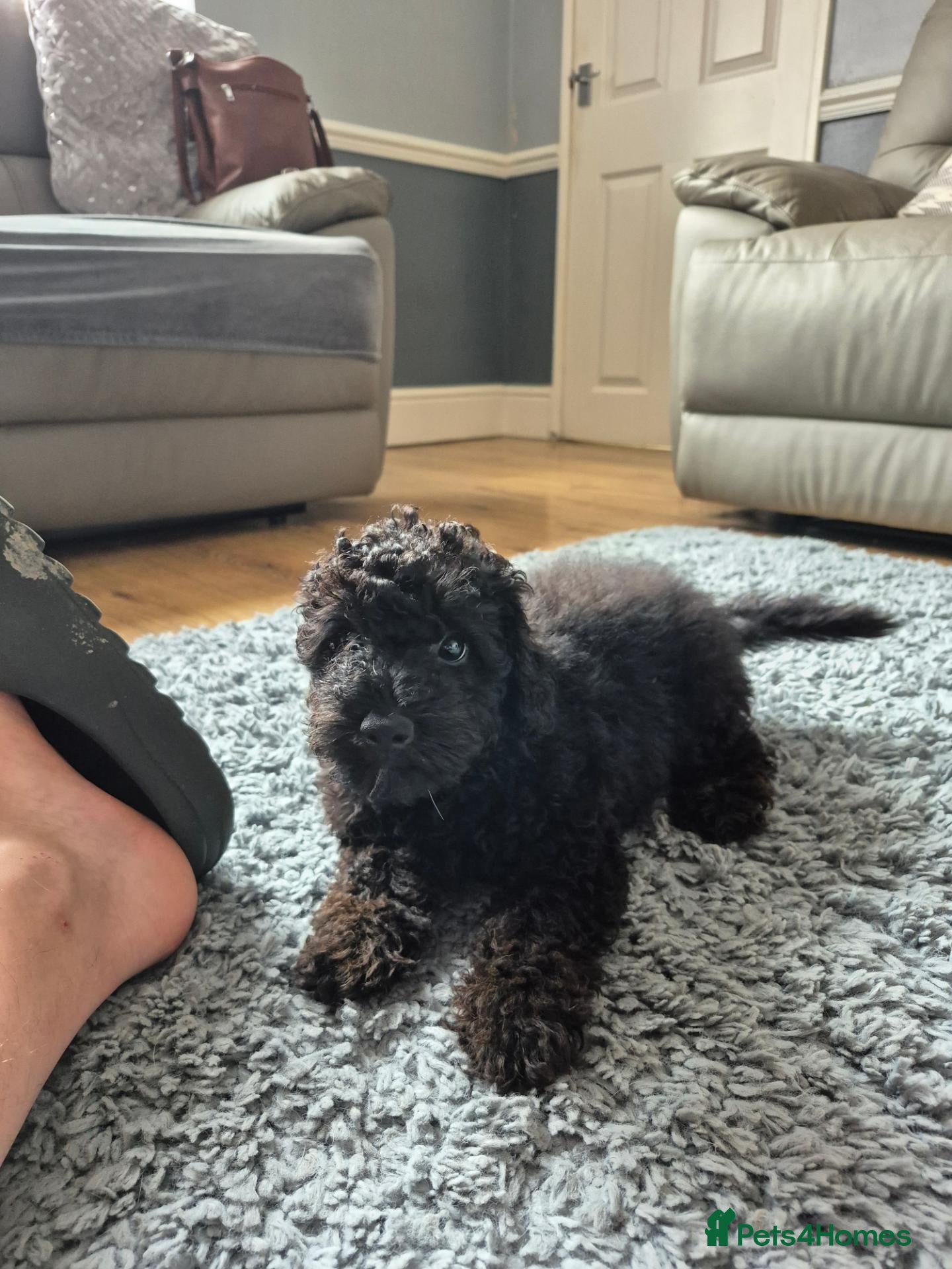 Cavapoo dogs Stunning f1b cavapoo puppies  - Advert 2