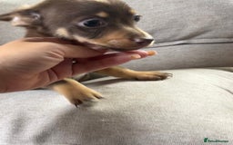 Mixed Breed dogs for sale: Adorable Dachshund x Pomchi Puppies - Image 5