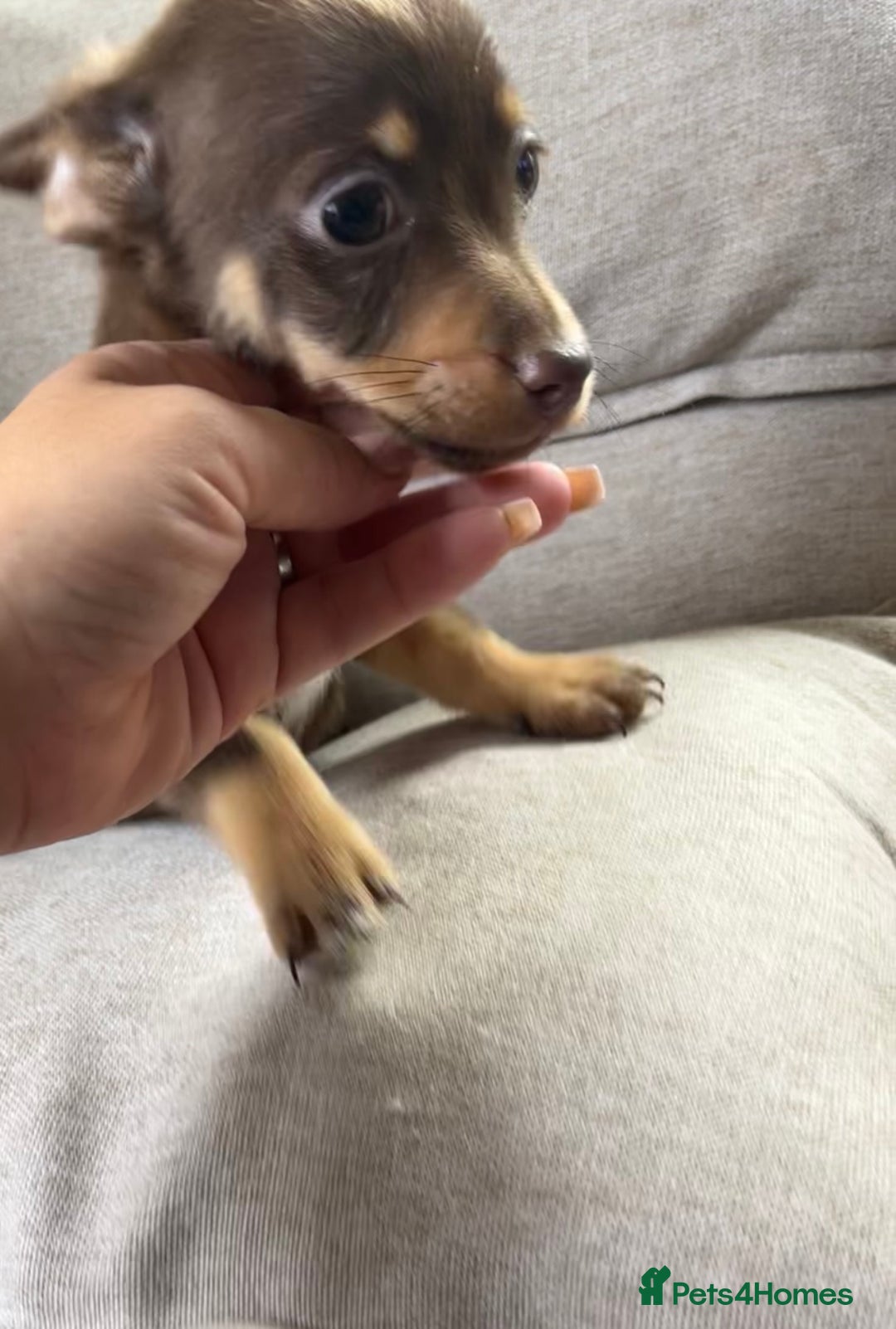 Mixed Breed dogs for sale: Adorable Dachshund x Pomchi Puppies - Image 5