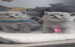 British Shorthair cats for sale: High Quality British Short Haired Kittens - Image 3