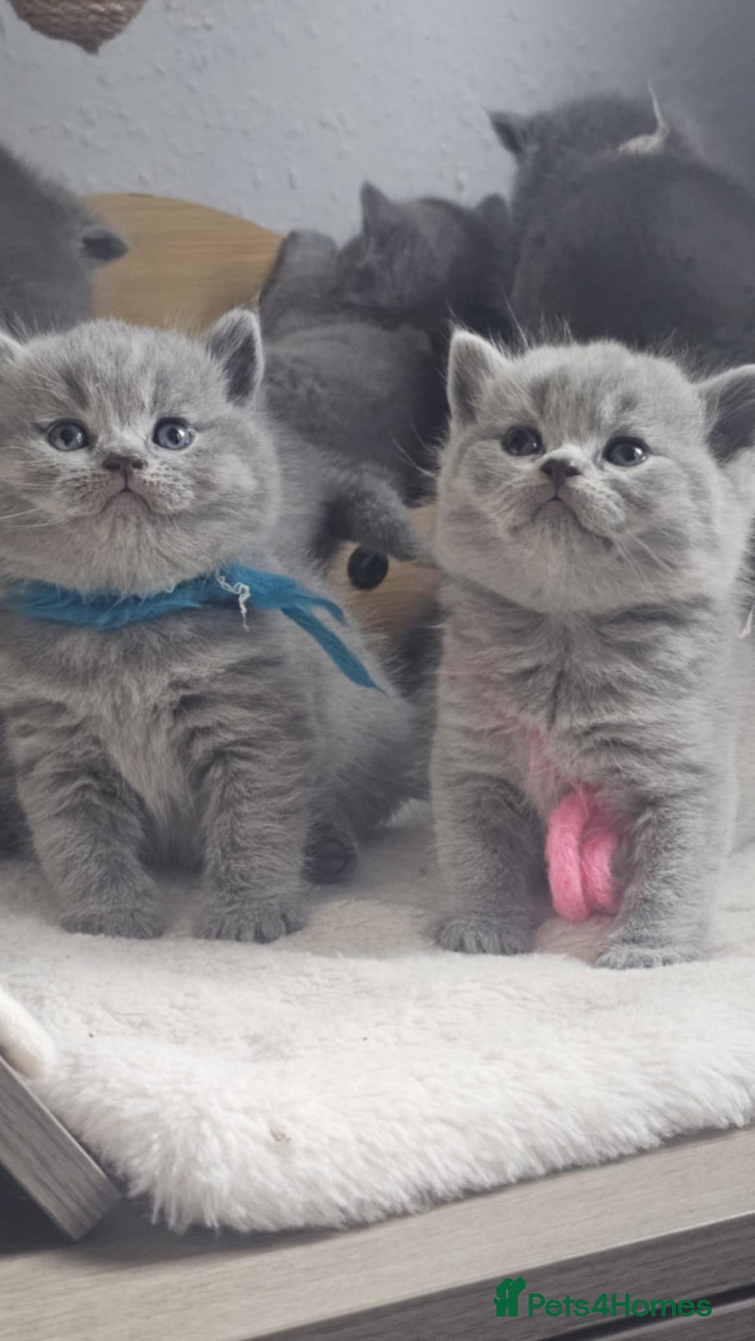British Shorthair cats for sale: High Quality British Short Haired Kittens - Image 3