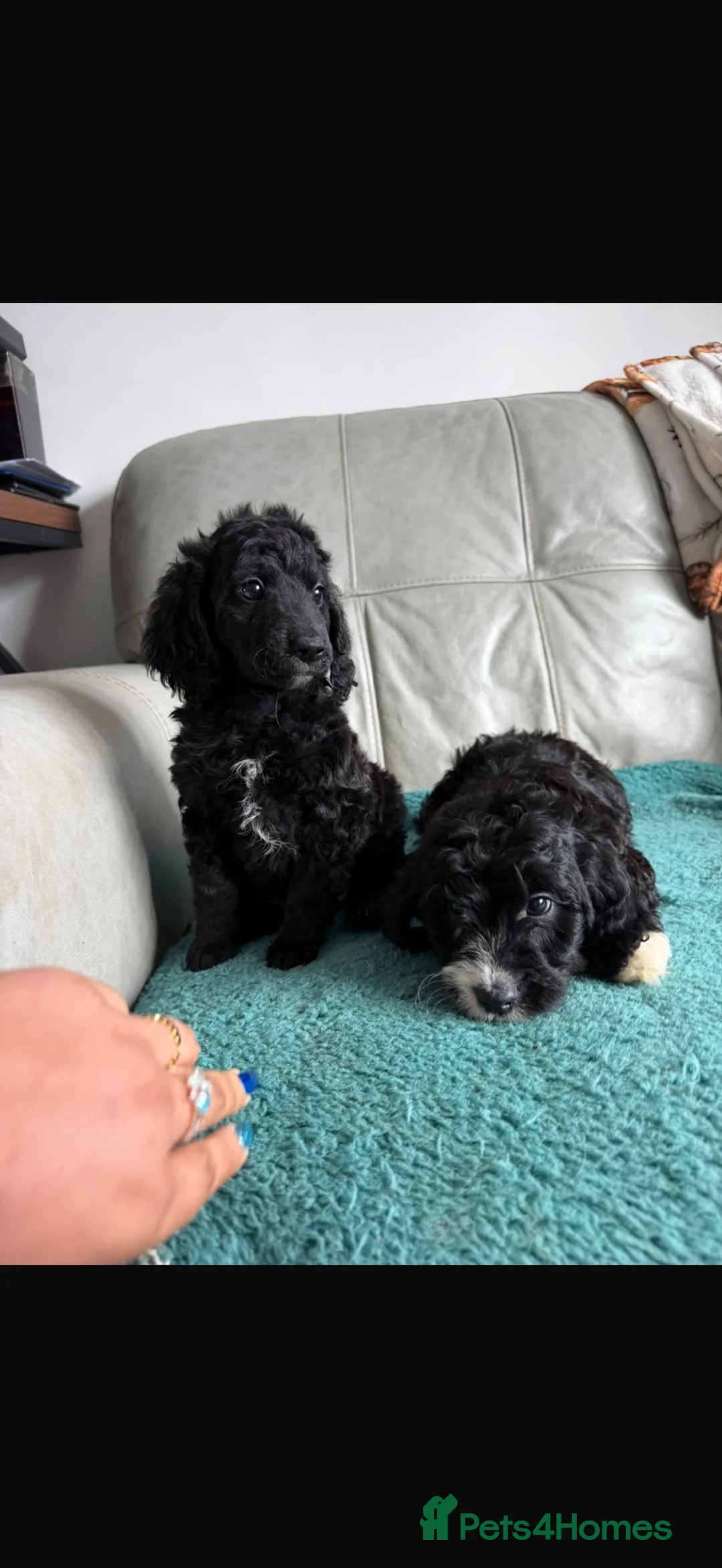 Cockapoo dogs for sale: 2 male 1 female cocapoo puppies  in Pontyclun - Advert 5
