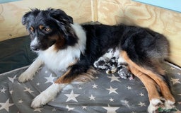 Australian Shepherd dogs for sale: Australian Shepherd puppies - Image 9