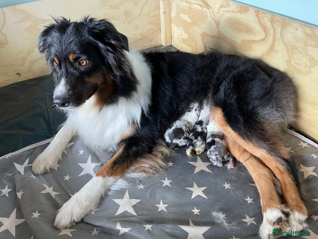 Australian Shepherd dogs for sale: Australian Shepherd puppies - Image 9