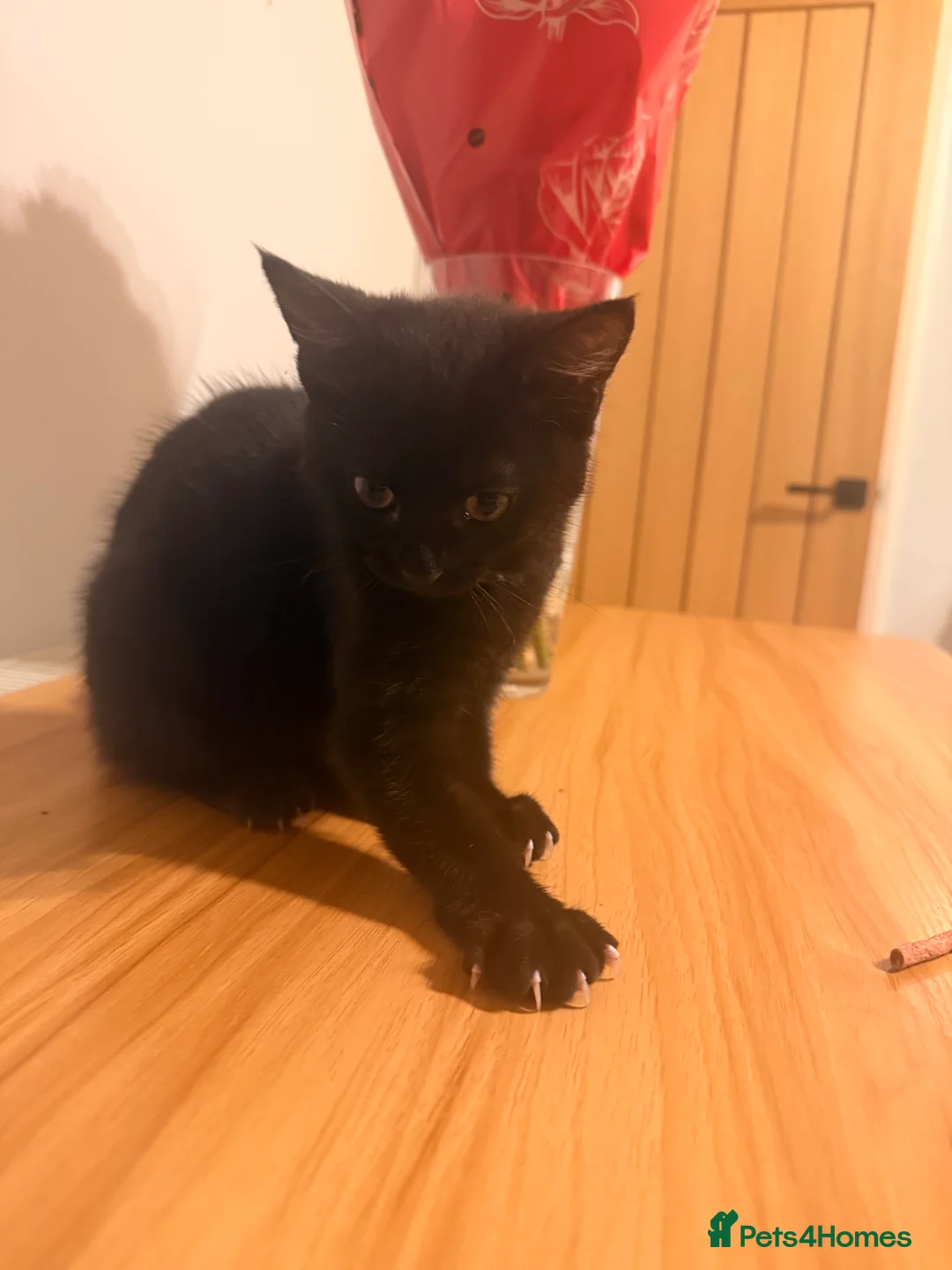 Mixed Breed cats for sale: Kittens - Advert 3