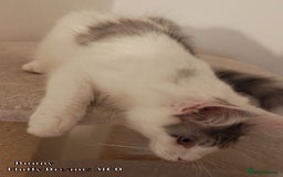 Maine Coon cats for sale: x2 Fluffy Boys from Fluffy Dreams MCO - Image 10