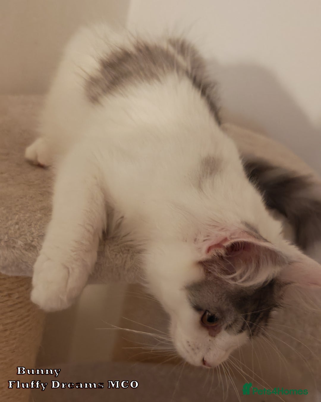 Maine Coon cats for sale: x2 Fluffy Boys from Fluffy Dreams MCO - Image 10