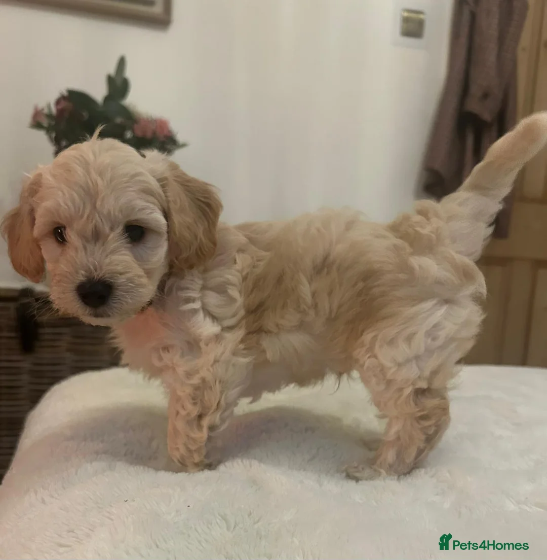 Jackapoo dogs for sale: Jackapoo puppies - Advert 6