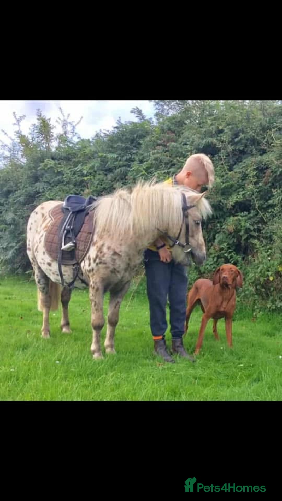 Hungarian Vizsla dogs for sale: Vizslas Devon KC Puppies - Image 11