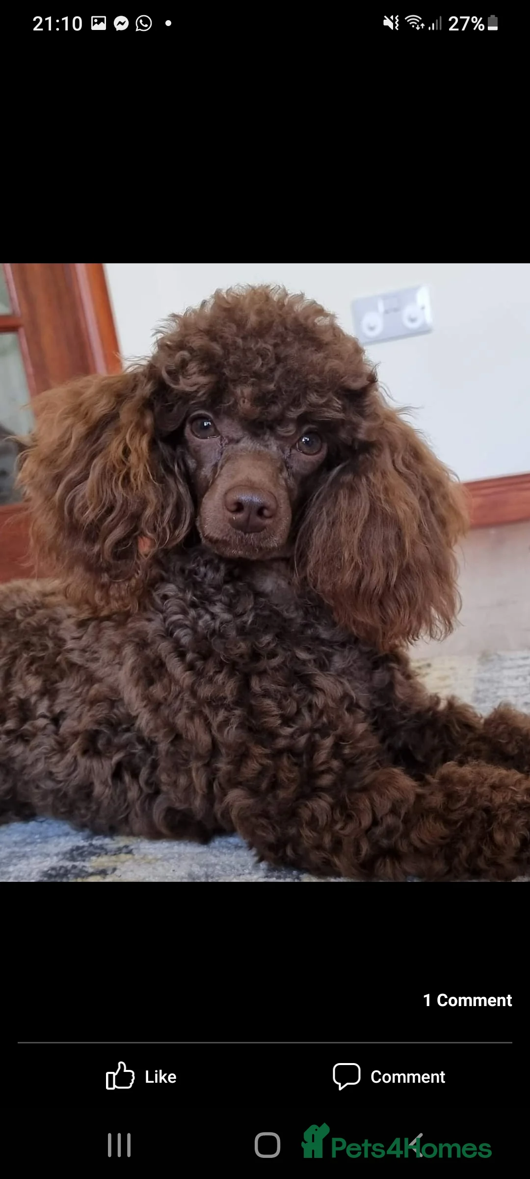 Poodle dogs for stud: Exceptional Health Tested Poodle Studs in Aberdeen - Advert 8