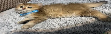 British Longhair 2
