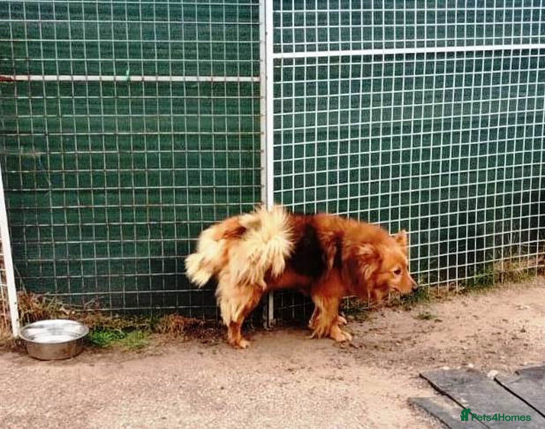 Mixed Breed dogs for adoption: MONTY – an example of Resilience and Devotion - Advert 23