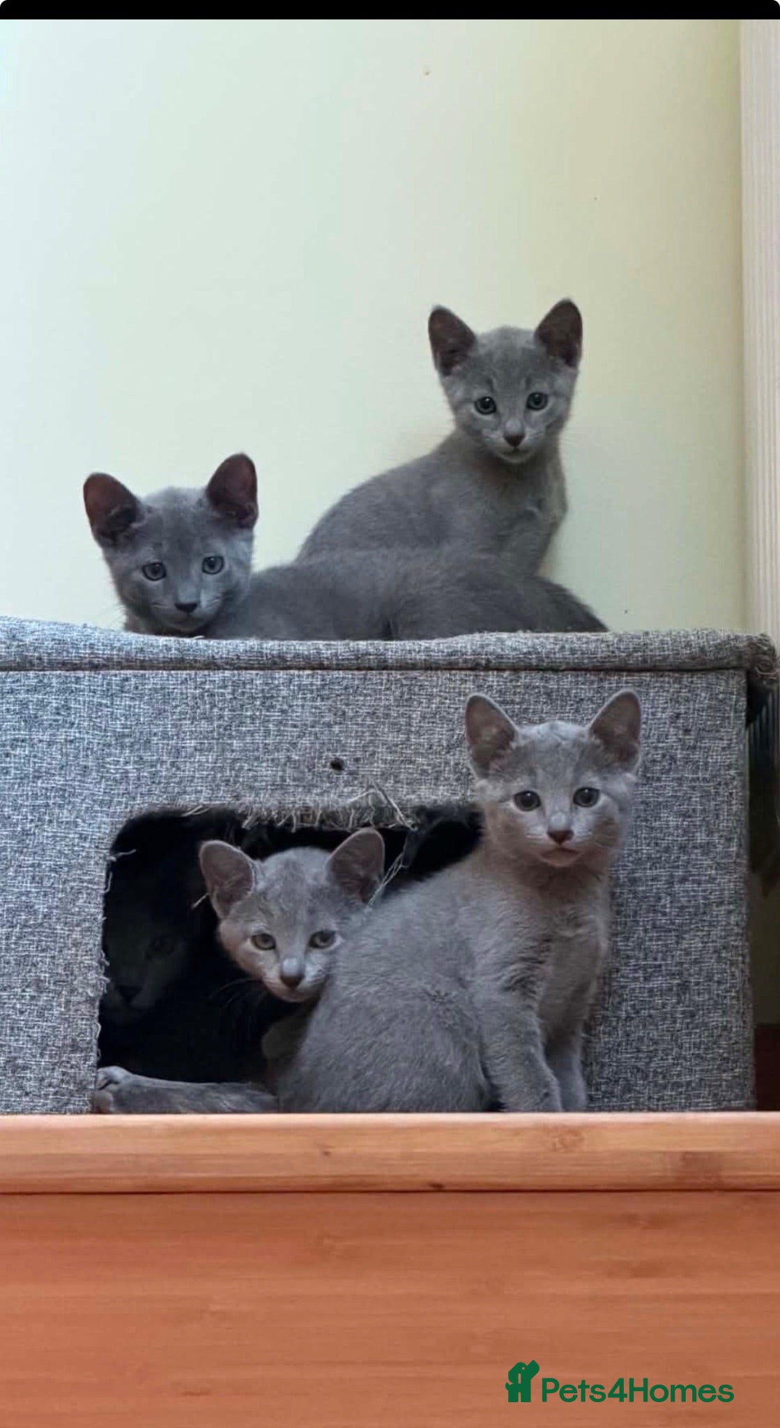 Russian Blue cats TICA REGISTERED Pure Breed Russian Blue Kittens - Advert 1