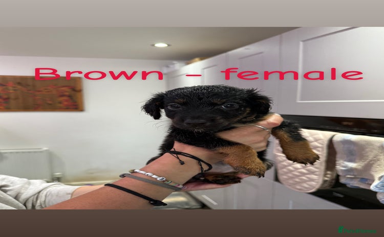 Cocker Spaniel dogs - Advert 2