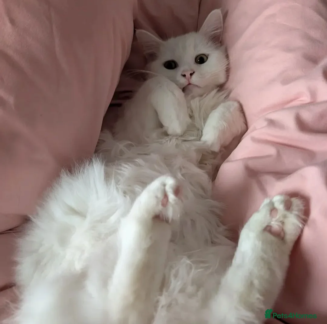 Mixed Breed cats for sale: 1.5 year old Male neutered cat for rehoming  - Advert 2