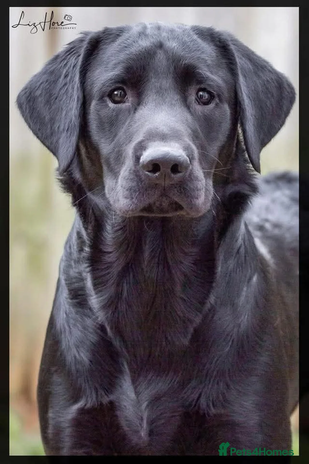 Labrador Retriever dogs for sale: Labrador puppies in Camborne - Advert 2