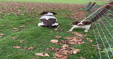 English Springer Spaniel dogs in High Wycombe - Advert 1