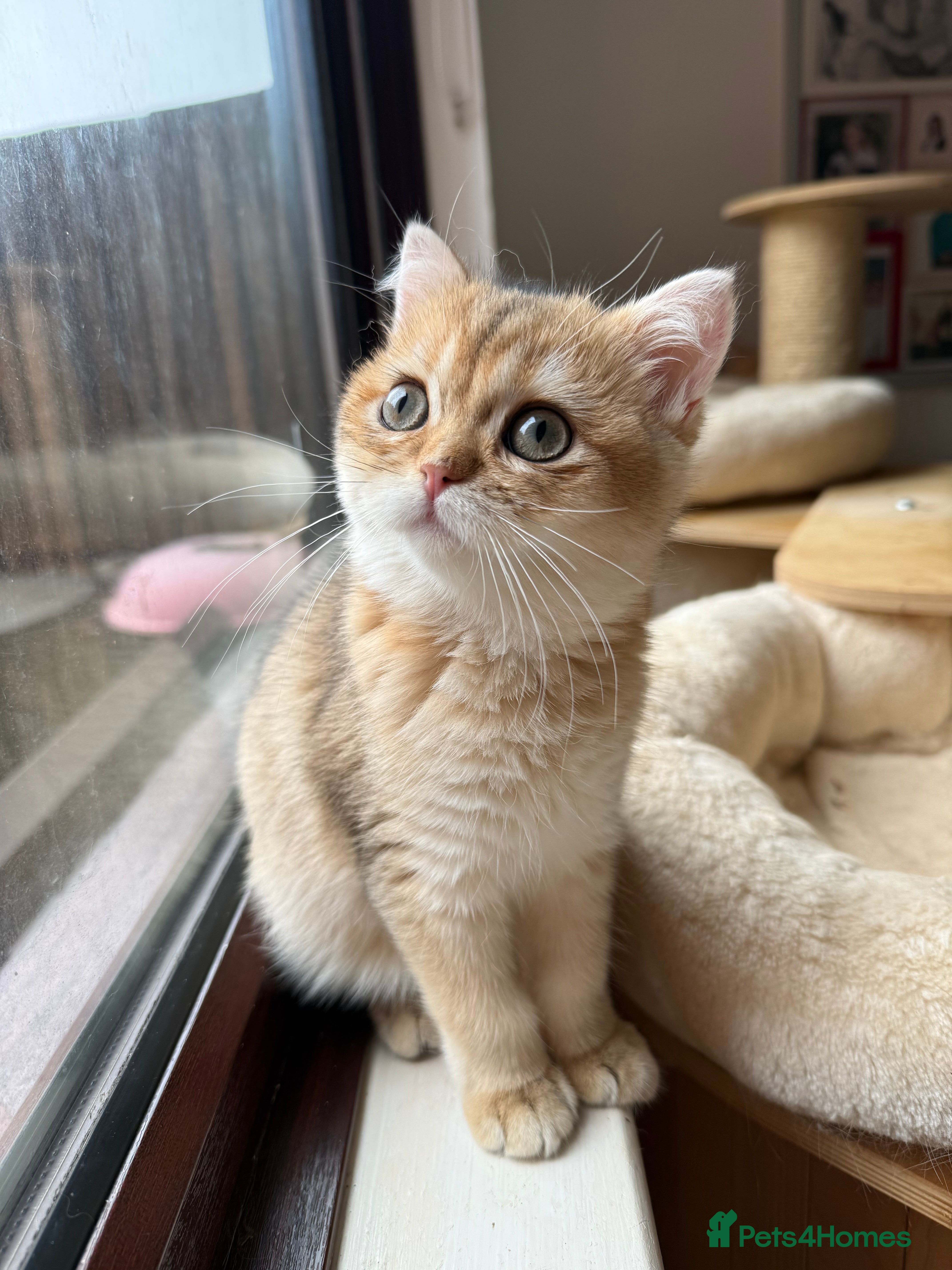 British Shorthair cats GCCF reg BSH Last Black Golden Female Kitten - Advert 8