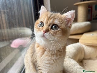 British Shorthair cats GCCF reg BSH Last Black Golden Female Kitten - Advert 8