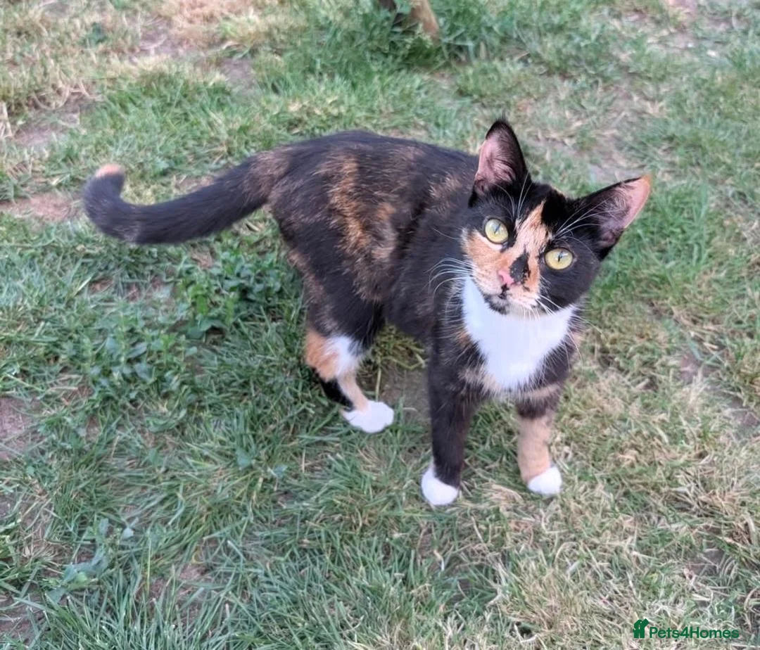 Mixed Breed cats for sale: Beautiful kittens - Advert 2