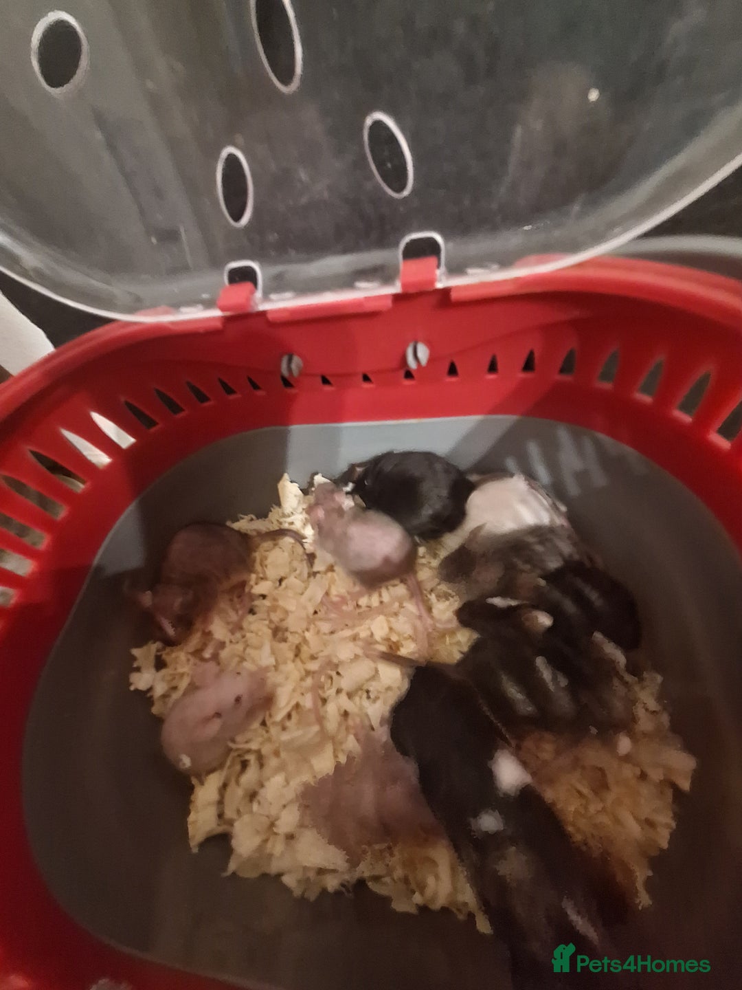 Mouse rodents for sale: Fancy pet mice for sale £8 each  - Advert 4