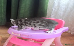 Balinese cats for sale: kittens - Image 6