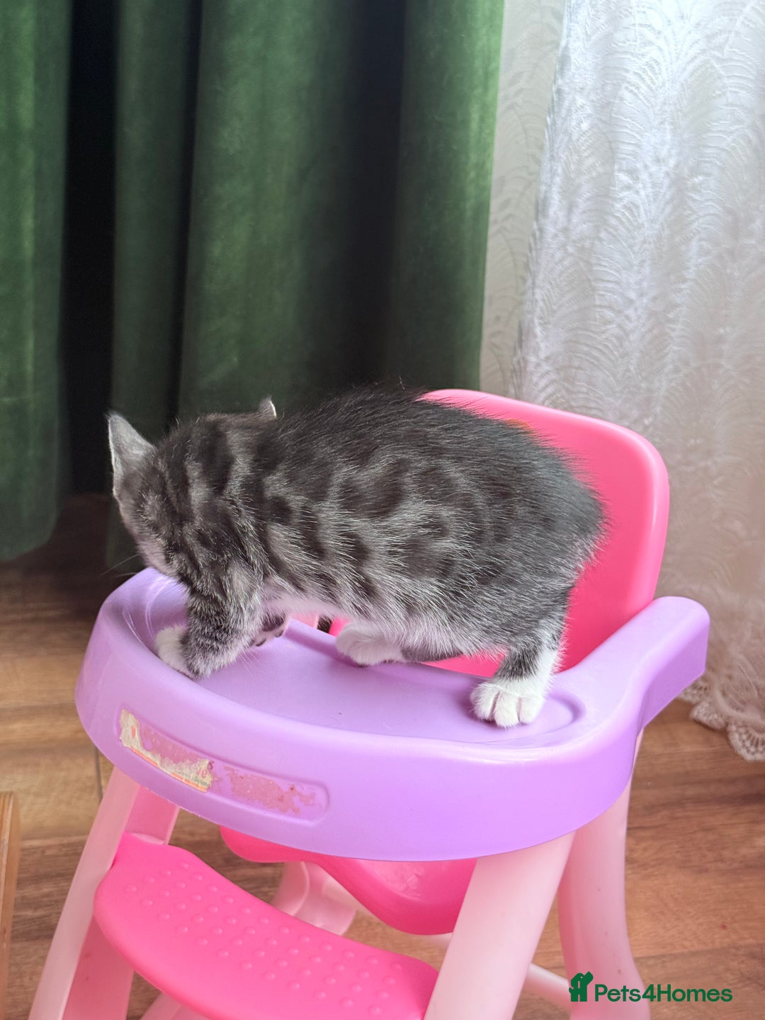 Balinese cats for sale: kittens - Image 6