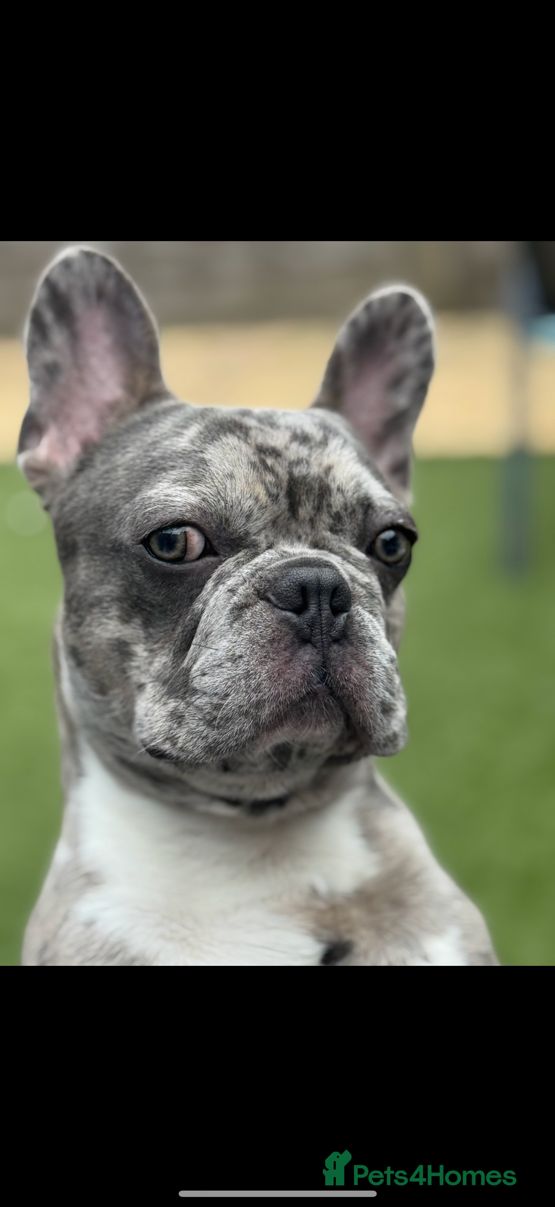 French Bulldog dogs for sale: Male French Bulldog - 15 Months  - Advert 2