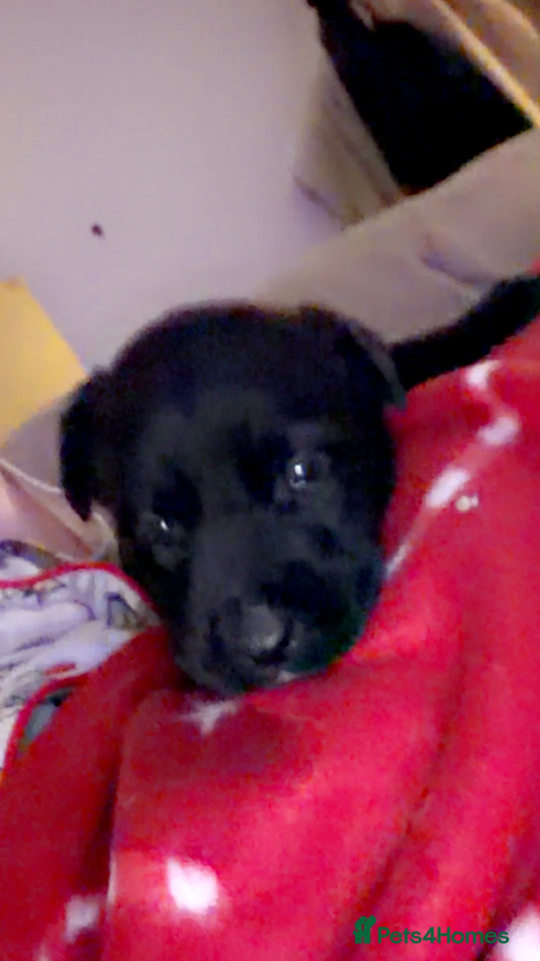 Belgian Shepherd Dog dogs for sale: MALI PUPPIES  - Advert 3