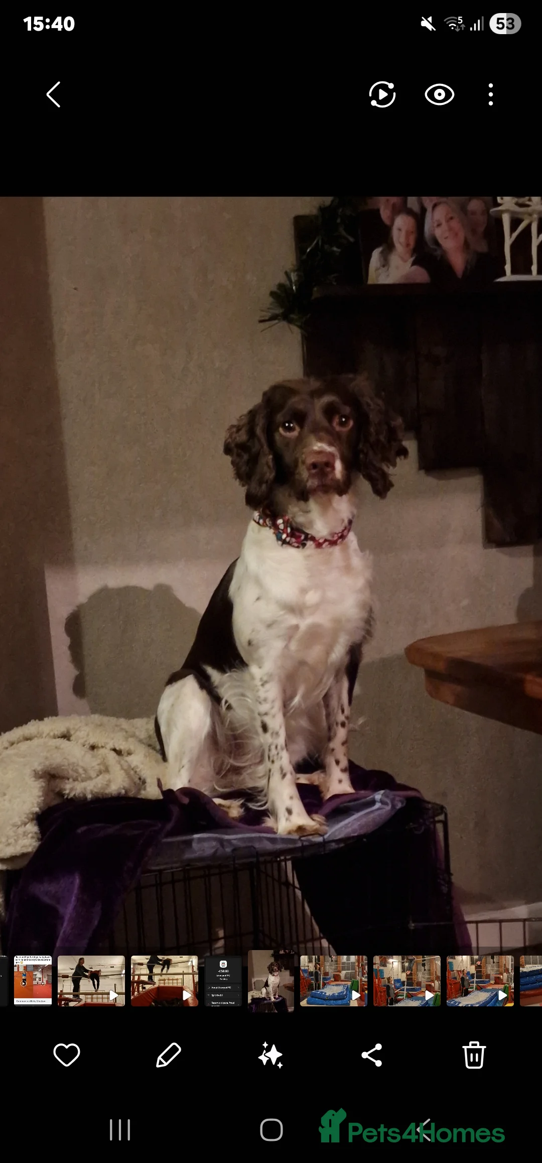 English Springer Spaniel dogs for sale: 8 pups for sale - Advert 4