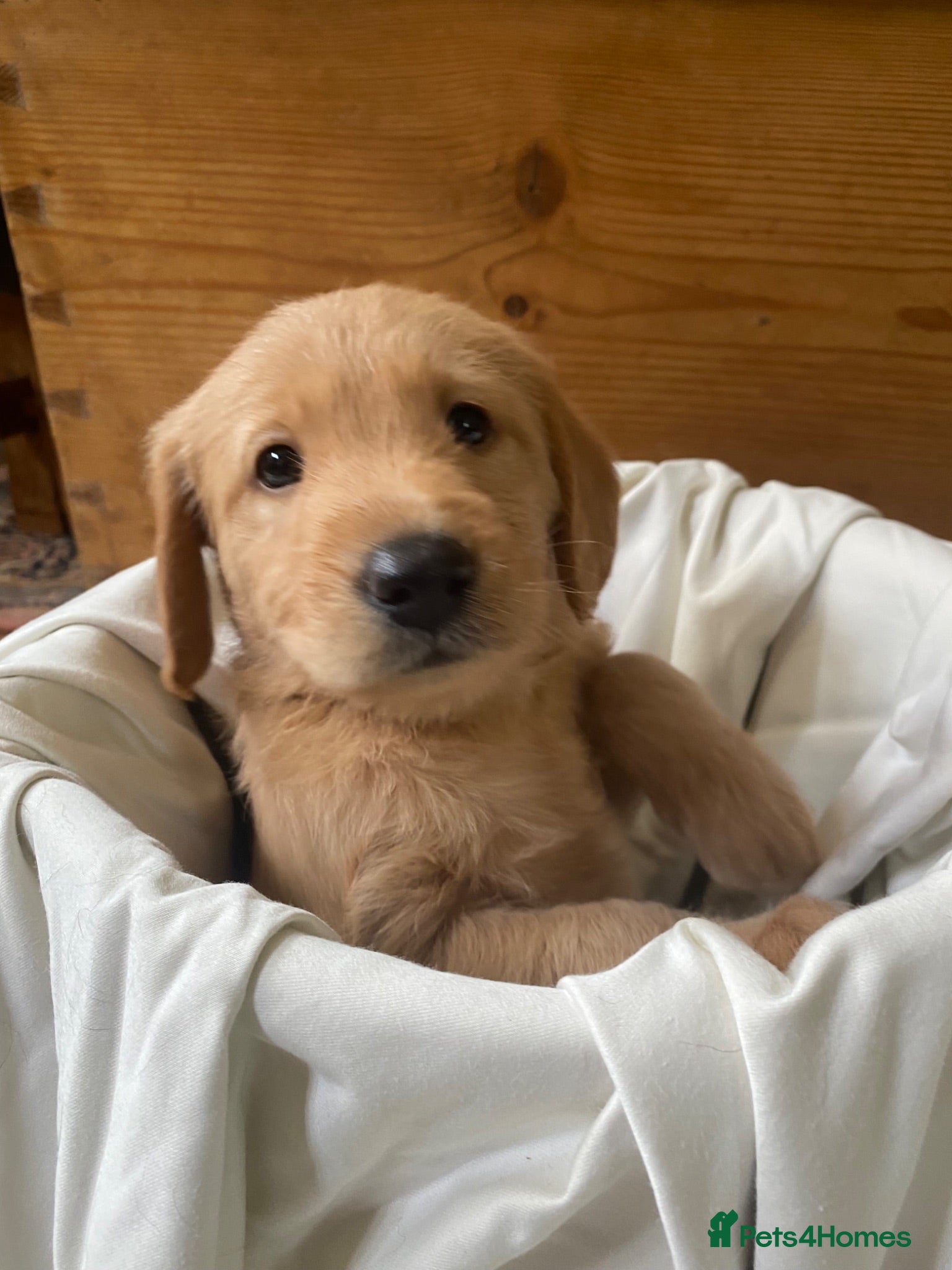 Labradoodle dogs Miniature Labradoodle  - Advert 5