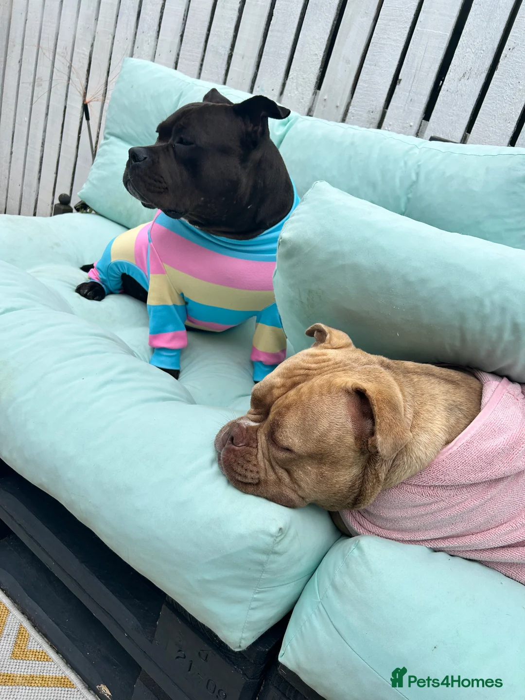 American Bully dogs for sale: Needs a genuine loving home..  in Peterlee - Advert 4