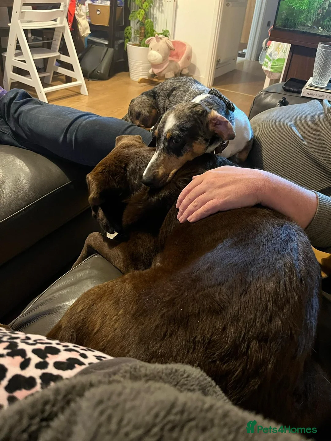 Mixed Breed dogs for adoption: 🐾Meet NORMAN 🐾 - a Lovely Boy for a Loving Home  - Advert 15