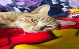 Mixed Breed cats for sale: Ginger & White Young Male Cat looking forever home - Advert 2