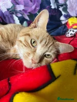 Mixed Breed cats Ginger & White Young Male Cat looking forever home - Advert 4