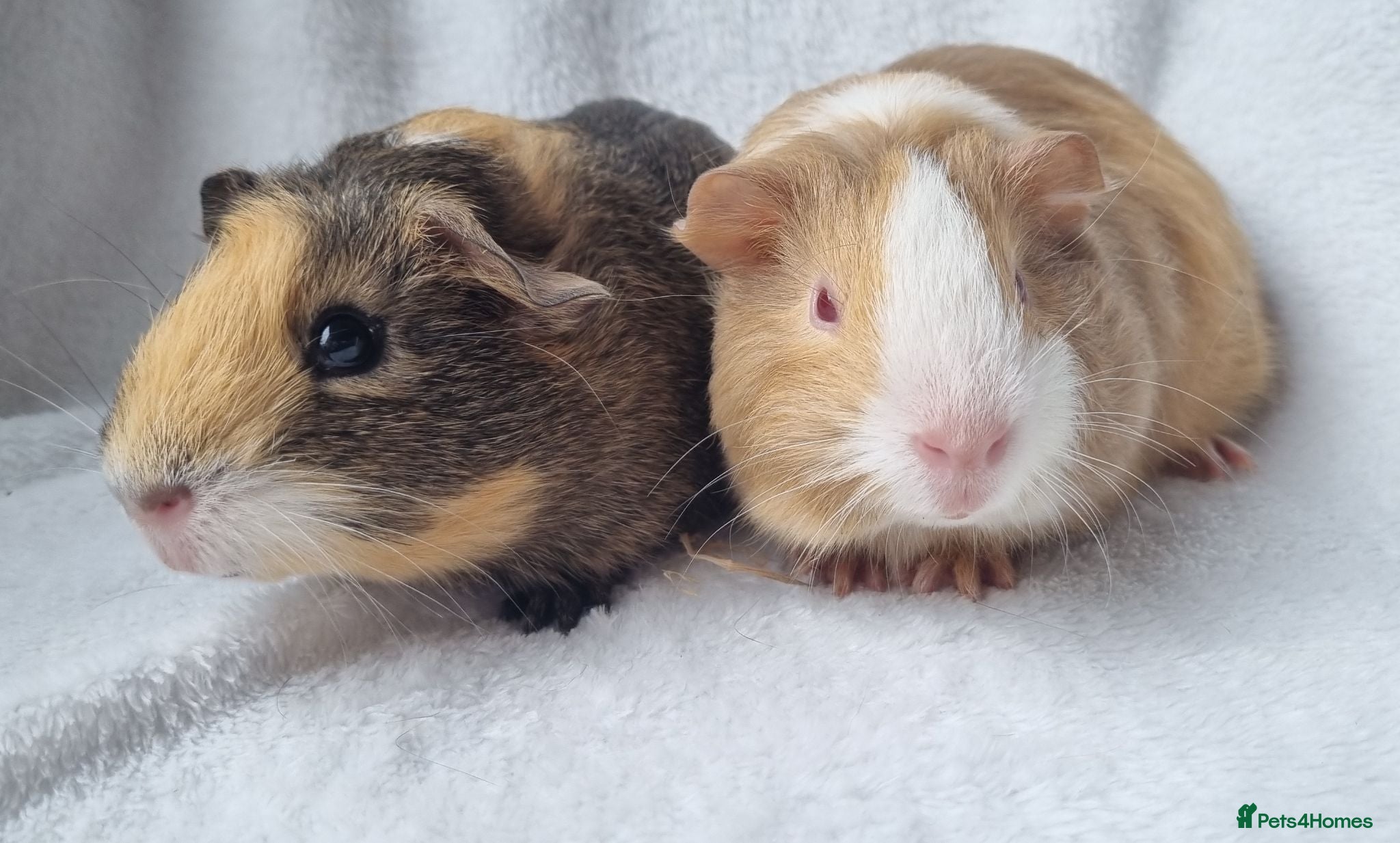 Guinea Pig rodents Adorable baby guineas - Advert 2