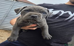 Cane Corso dogs for sale: Look 👀 absolutely stunning cane corso. - Image 16