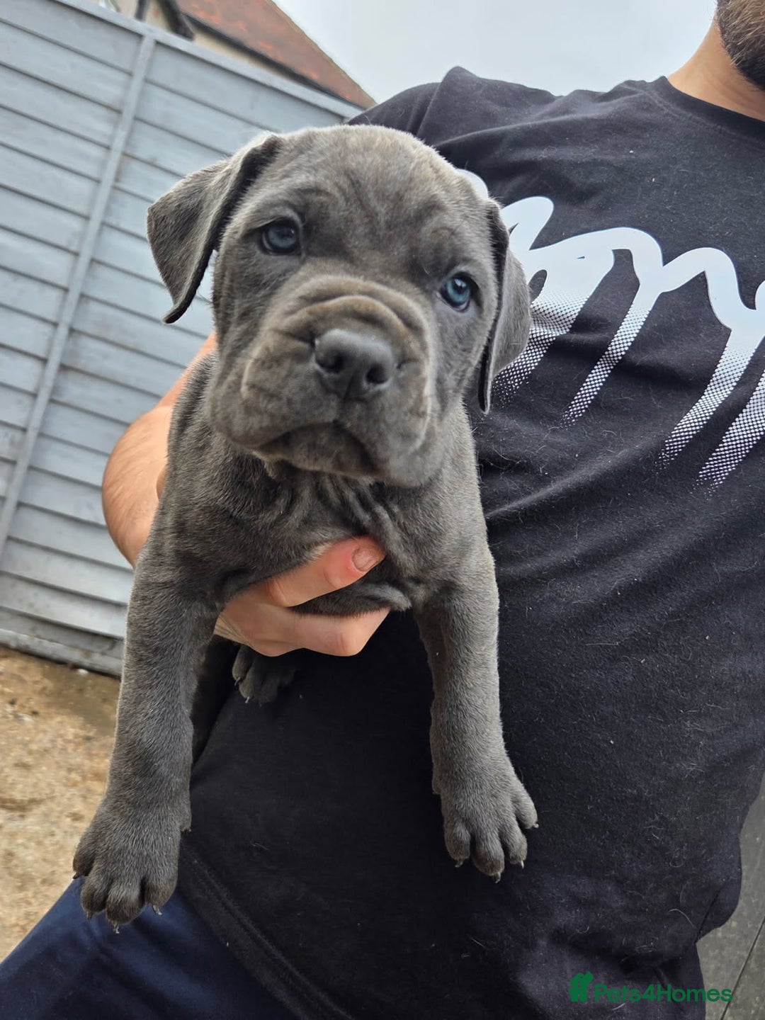 Cane Corso dogs for sale: Look 👀 absolutely stunning cane corso. - Image 16
