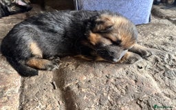 German Shepherd dogs for sale: German shepherd puppies  - Image 13