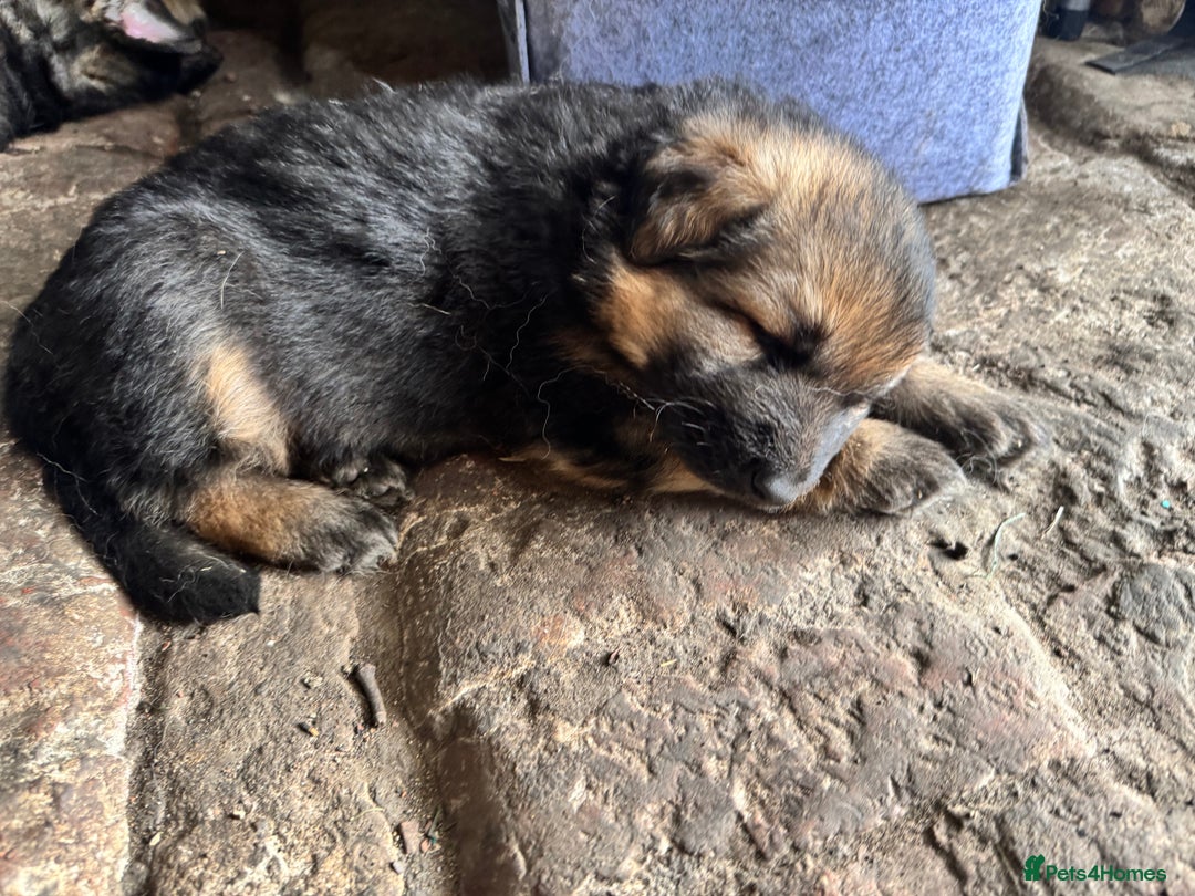 German Shepherd dogs for sale: German shepherd puppies  - Image 13