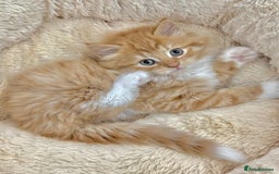 Mixed Breed cats for sale: LOVELY KITTENS  - Advert 4