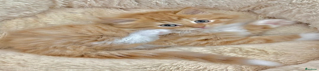 Mixed Breed Kitten 3