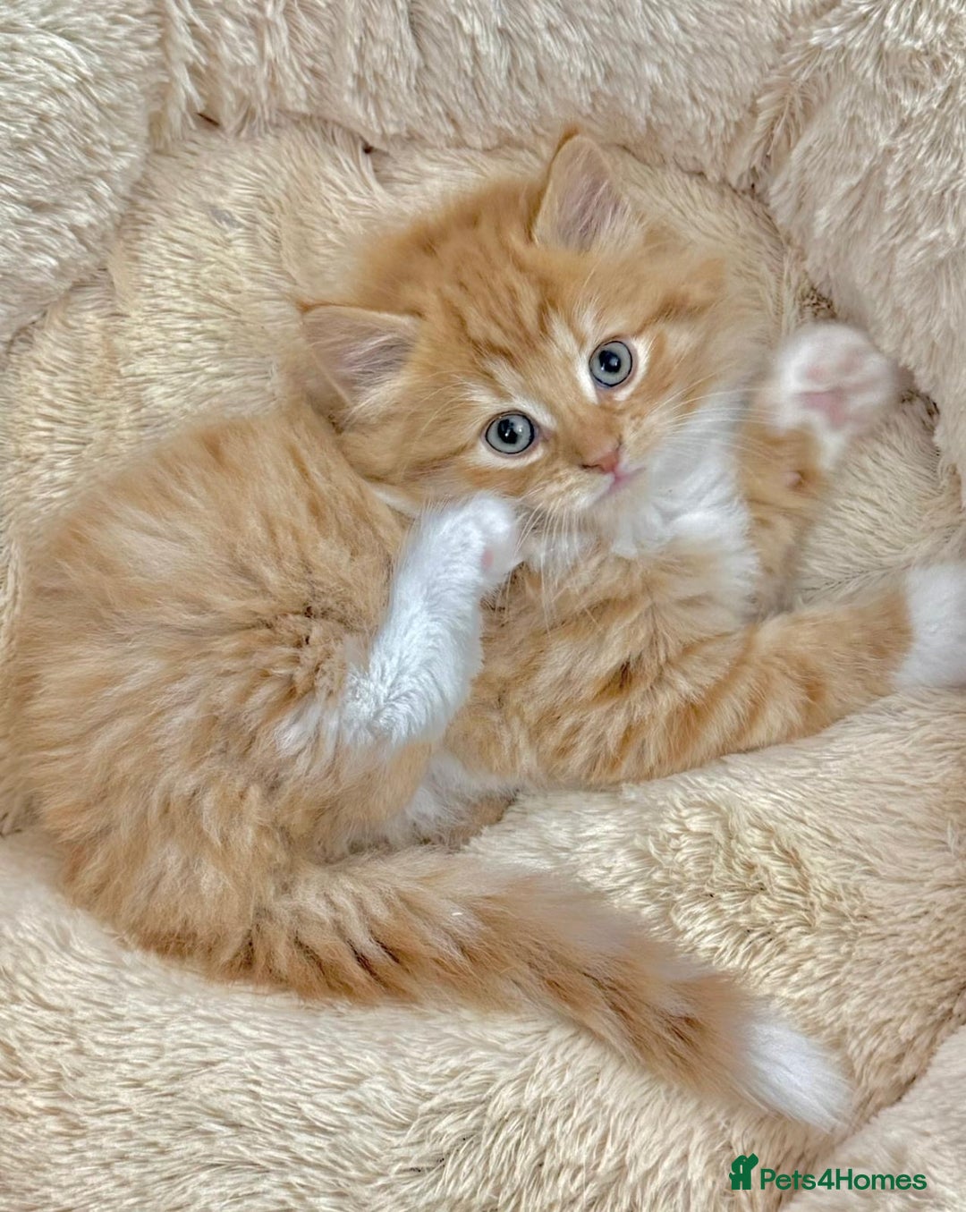 Mixed Breed cats for sale: LOVELY KITTENS  - Advert 4