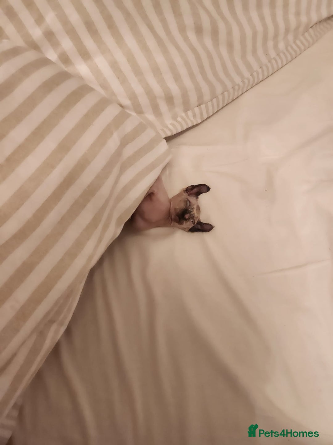 Sphynx cats for sale: Elf Sphynx - Advert 7