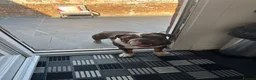 English Bulldog dogs for sale: Rolo - English bulldog  - Advert 4