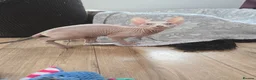 Sphynx cats for sale: Rare Blue-Eyed Sphynx Kitten TICA & GCCF  - Advert 10