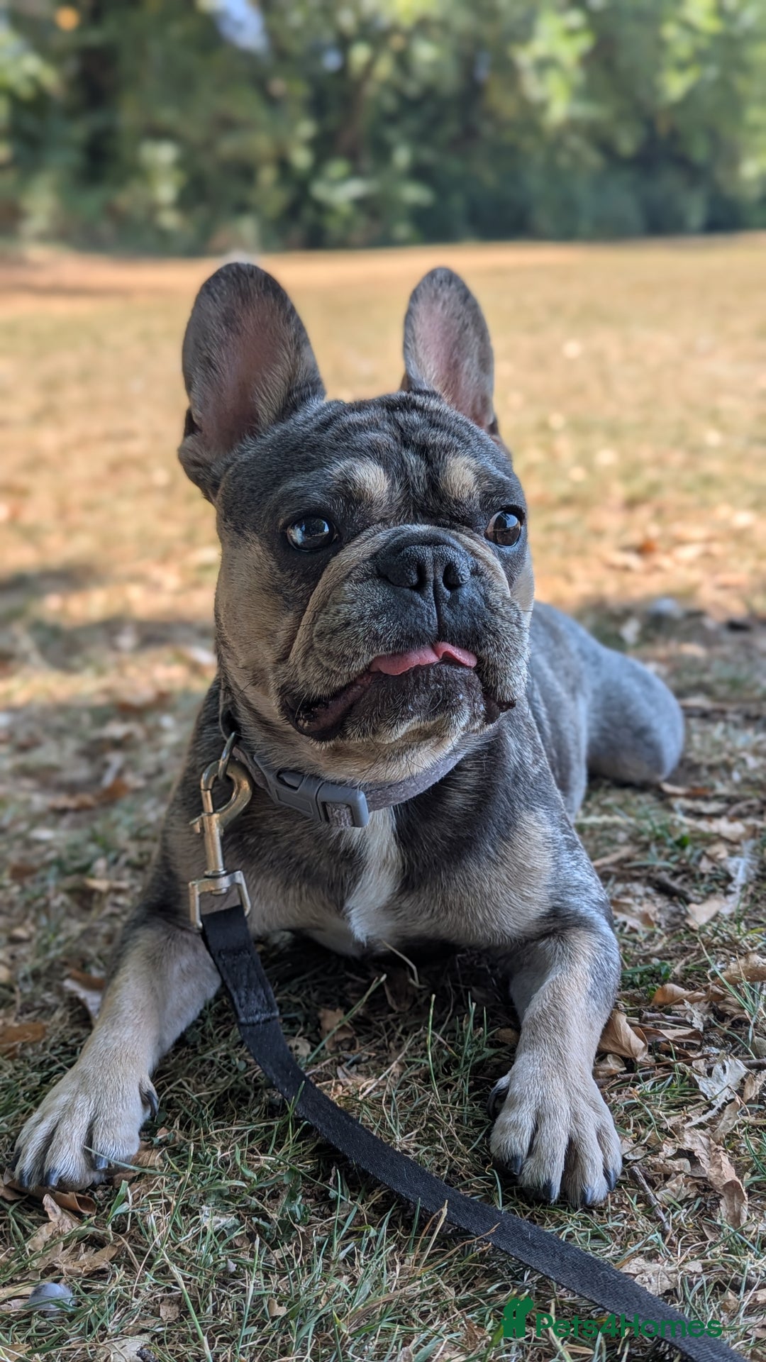 French Bulldog dogs for stud: Biscuit the KC REGISTERED French Bulldog Stud 💙🐶 - Advert 2