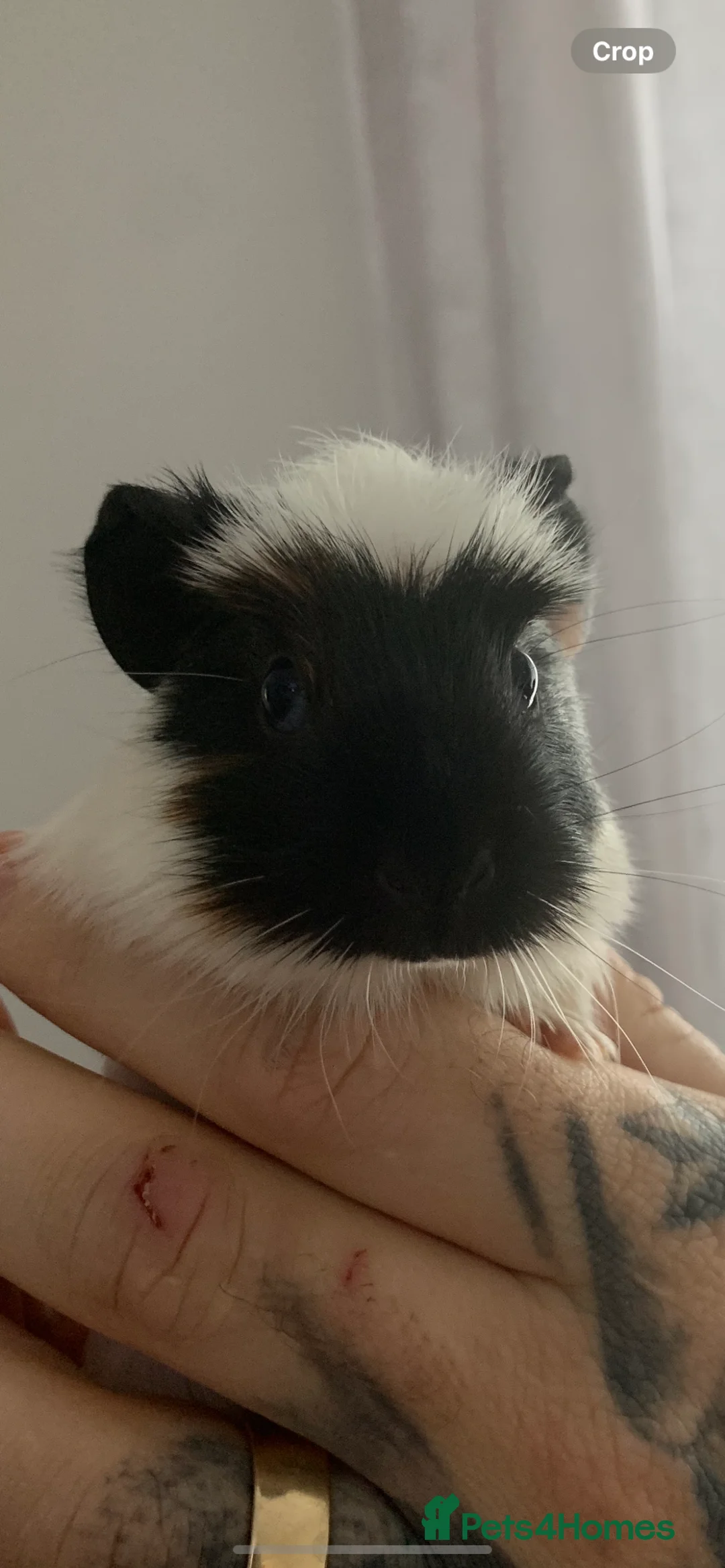 Guinea Pig rodents for sale: Beautiful Guinea pigs in Bridgnorth - Advert 2